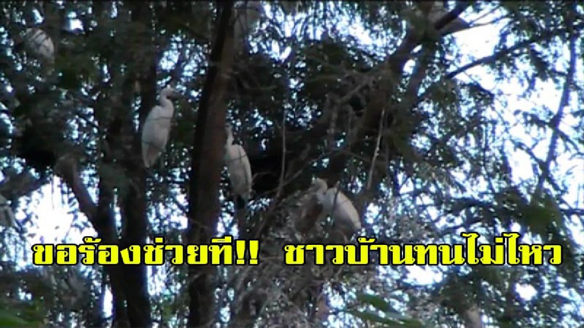 ขอร้องช่วยที!! ชาวบ้านทนไม่ไหว โดนนกกระยางนับแสน บุกยึดหมู่บ้านทำรัง ถ่ายมูลส่งกลิ่่นเหม็นทั่วทั้งหมู่บ้าน หวั่นเป็นแหล่งเพาะเชื้อโรค