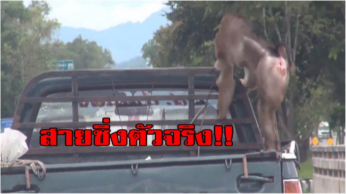 เจ้าลิงสายซิ่ง ...!! ชมคลิปสุดน่ารัก