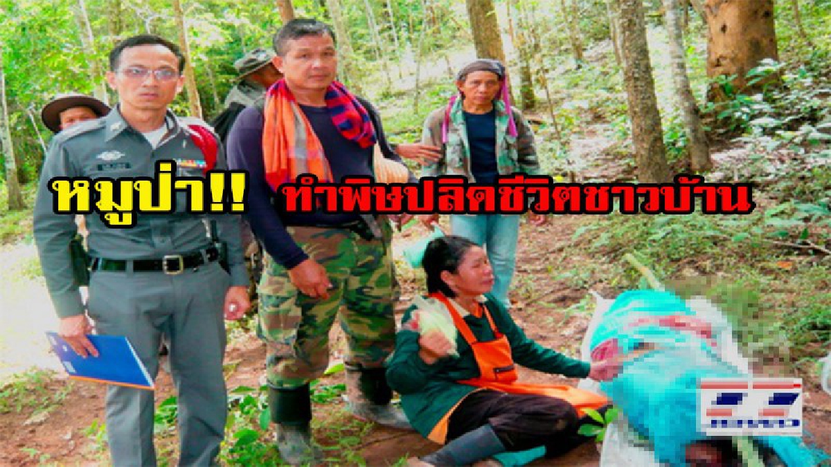 หมูป่า!! ทำพิษปลิดชีวิตชาวบ้าน ดับอนาถกลางป่า หลังพาฝูงควายไปกินหญ้า