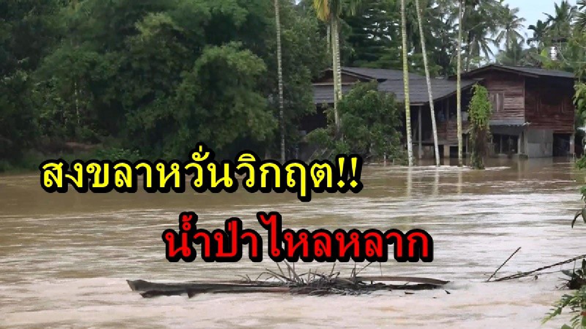 สงขลาหวั่นวิกฤต!! ฝนตกหนักติดกันต่อเนื่อง เกิดน้ำป่าไหลเข้าท่วม บ้านเรือนและพื้นที่การเกษตร