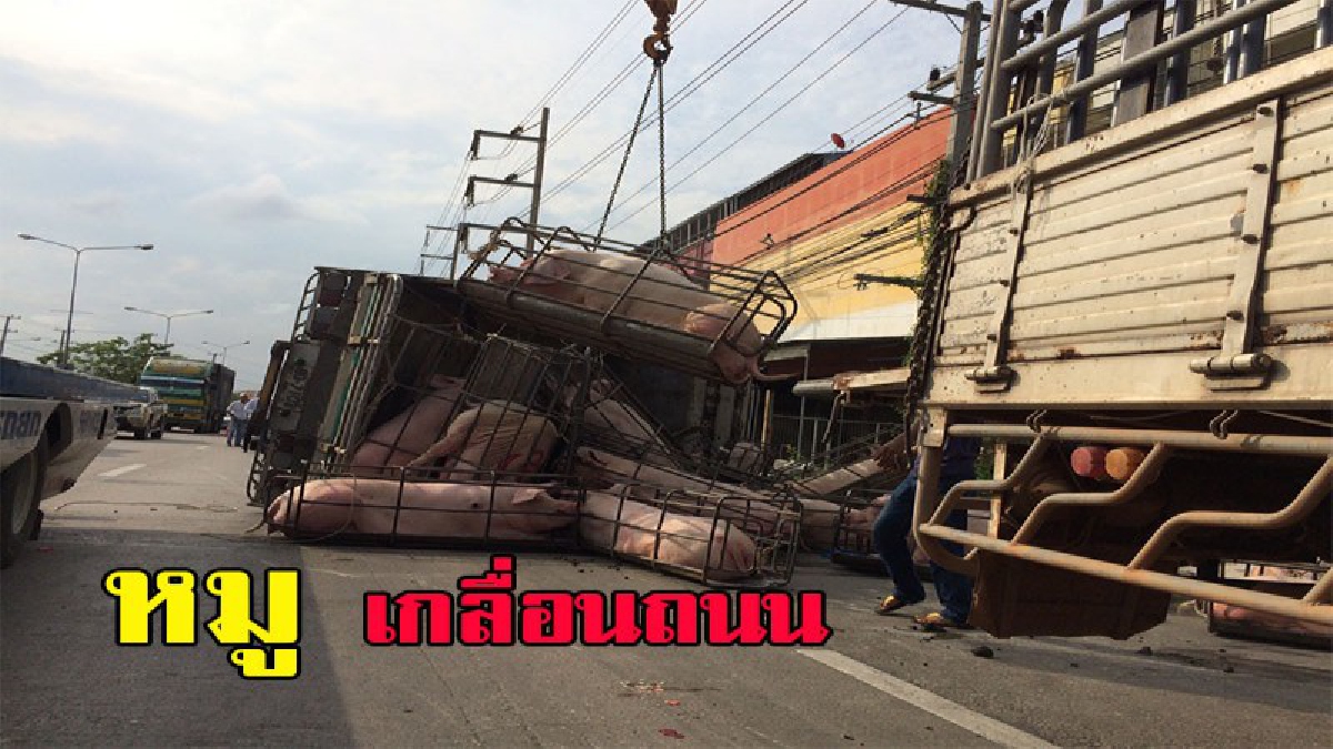 รถเสียหลักเหวี่ยงหมูตกรถ เกลื่อนถนน สุดน่าสงสาร