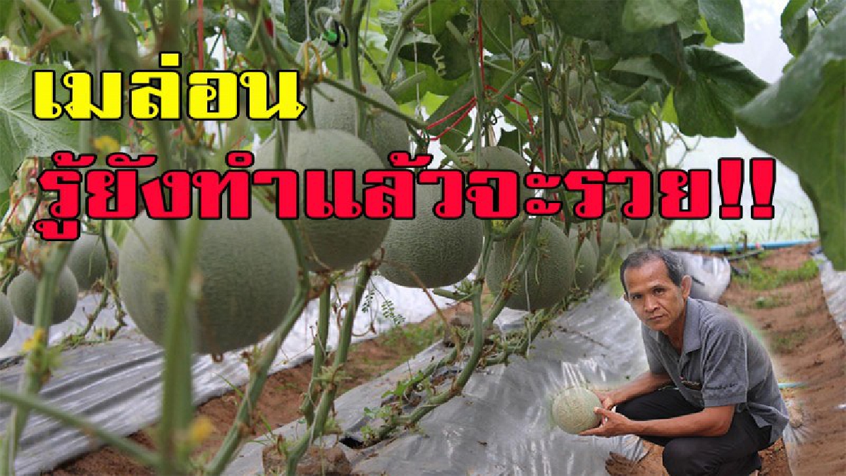 รู้ยัง กำลังจะรวย เมล่อนของไทยหวานฉ่ำไม่แพ้ชาติใดในโลก จากสูตรปุ๋ยลับสุดพิเศษที่นำมาบอกต่อ ทำรายได้ 35,000 – 40,000 บาท ต่อรุ่นเลยทีเดียว มี