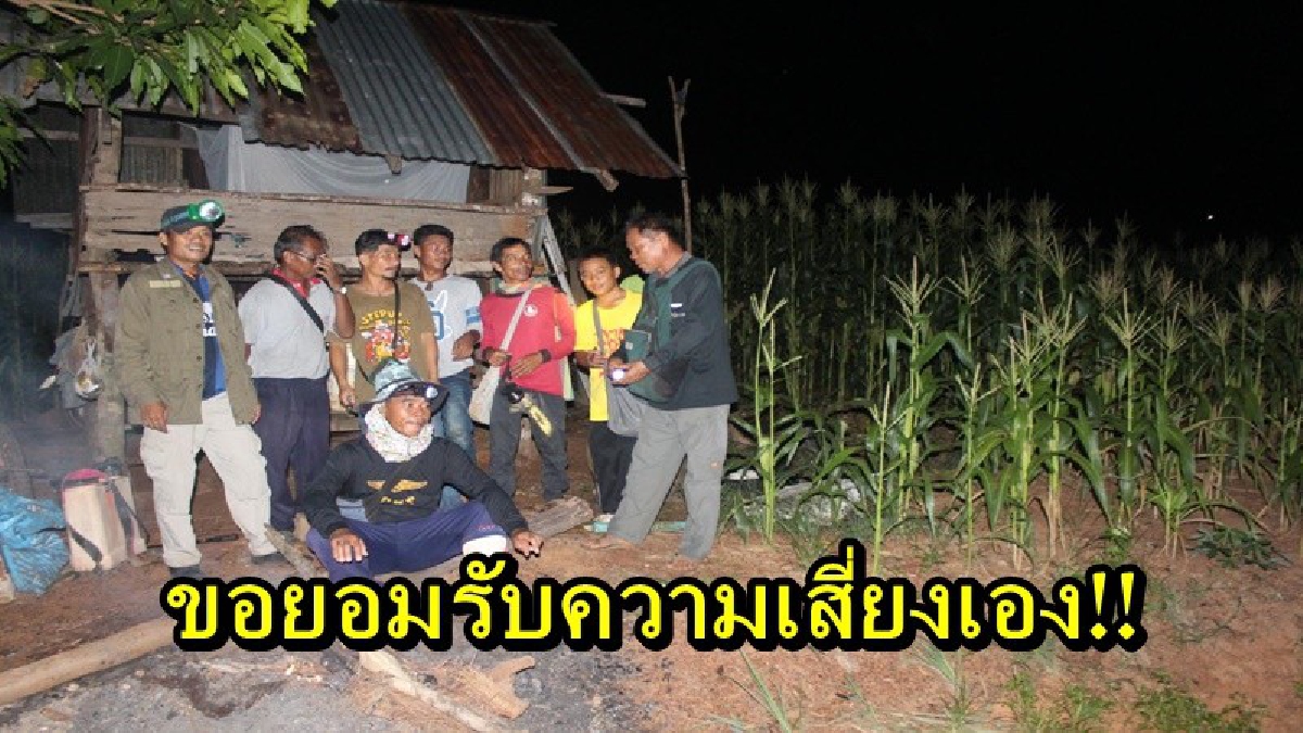 ขอยอมรับความเสี่ยงเอง!! ไล่ช้างไปให้หมดไม่ได้ แต่ก็ต้องทำมาหากิน ชาวบ้านจัดเวรยามเฝ้าไร่ ช่วงผลผลิตออก