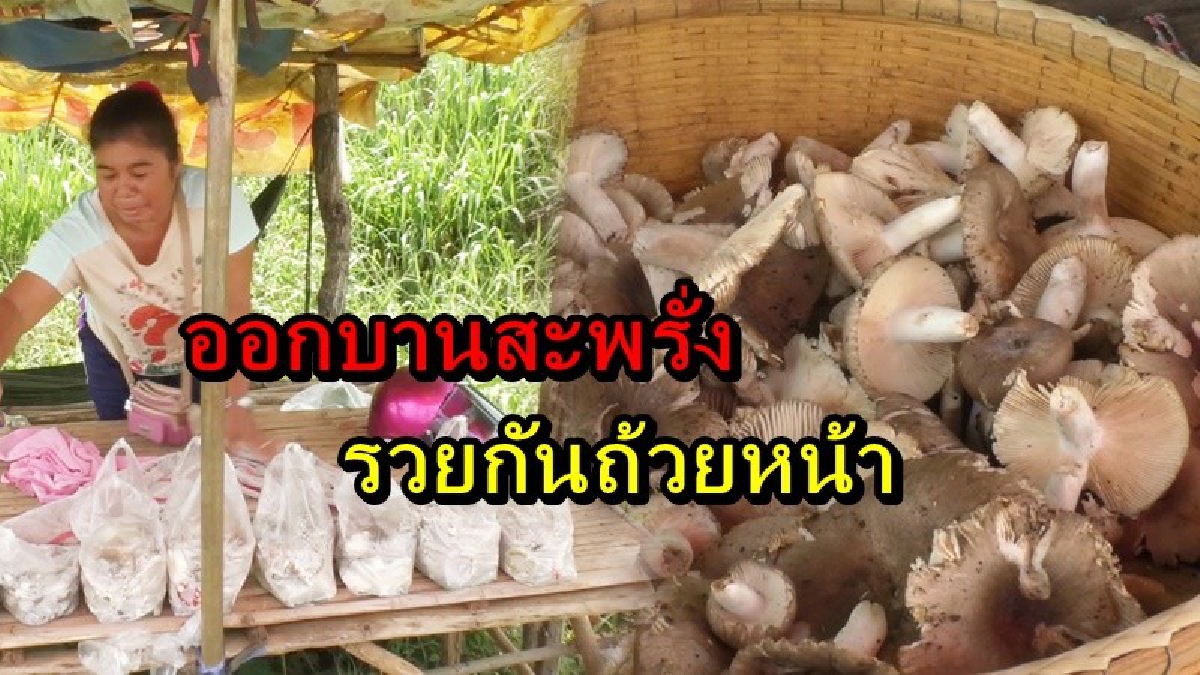ได้รวยกันถ้วนหน้า สภาพอากาศเป็นใจ ส่งผลให้ชาวบ้านเขาหัวแหวน เก็บเห็ดมาขาย สร้างรายได้เป็นกอบเป็นกำ