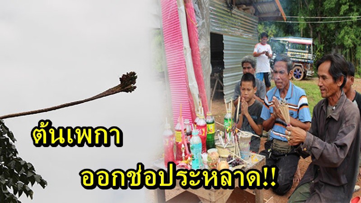 แตกตื่นกันไปทั้งหมู่บ้าน!! ฝันแปลกๆมีผู้หญิงมาขออยู่ด้วย เช้ามาต้นเพกาที่ปลูกไว้ ออกช่อคล้ายหัวพญานาค นักเสี่ยงโชคไม่พลาด รีบมากราบไหว้