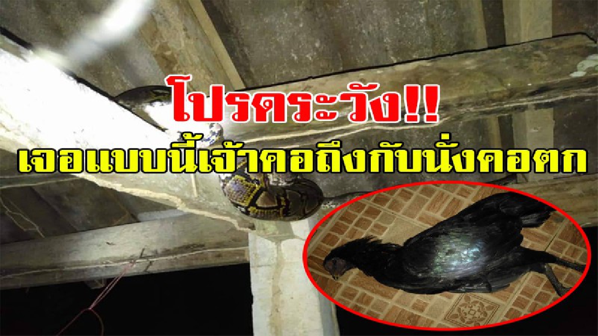 โปรดระวัง!!!! งูเหลือมหนีน้ำท่วมจากฝนตกหนัก บุกกินไก่ชนชาวบ้าน ทำเอาเจ้าของถึงกับนั่งคอตก