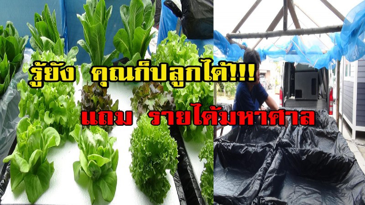 สร้างรายได้ง่ายๆ ด้วยการปลูกผักตามรอยพ่อวิธีไฮโดรโปรนิกส์ น้ำนิ่ง มีคลิป