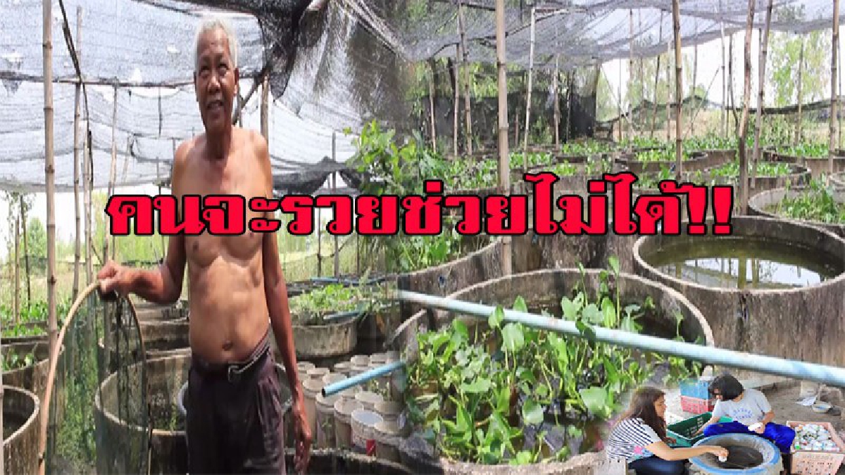 เส้นทางพารวย ....เลี้ยงปลากัดปลดหนี้ สร้างรายได้ เฉียดครึ่งแสนต่อเดือน มีคลิป