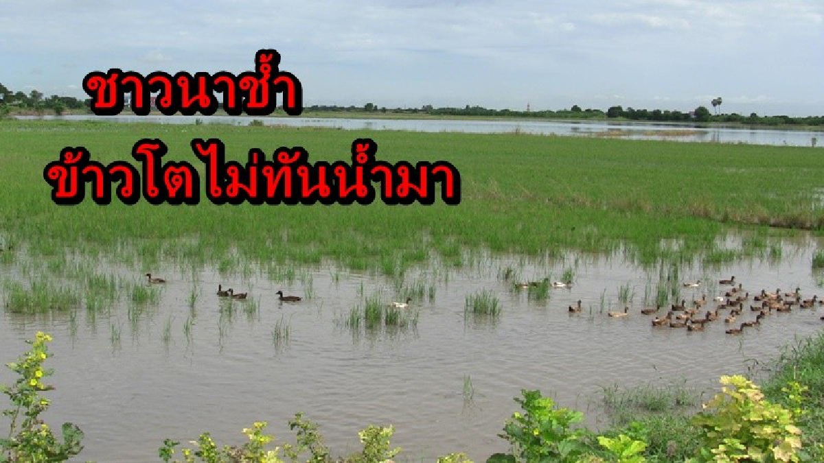 น้ำตาตกใน!! ชาวนาช้ำ ข้าวโตไม่ทันน้ำมา ด้านรองนายกฯประกาศแนวทางช่วยเหลือแล้ว