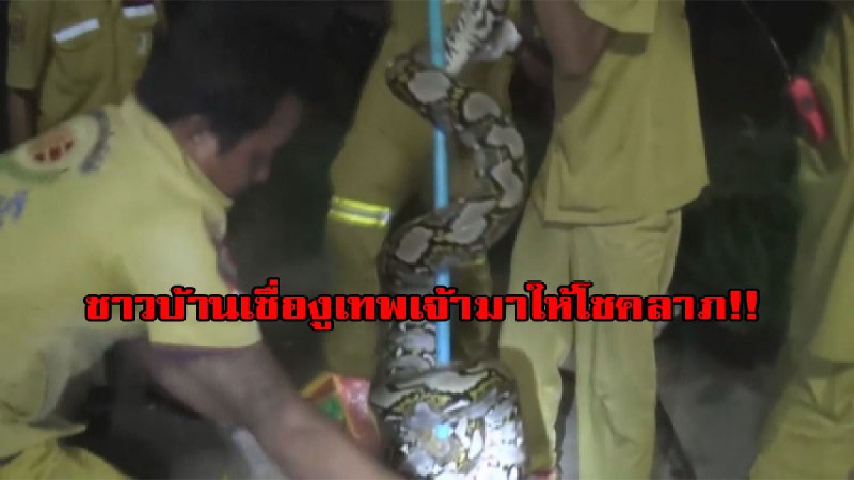 งูขนาดใหญ่เข้าบ้านคนทรงเจ้า ชาวบ้านเชื่องูเทพเจ้ามาให้โชคลาภ