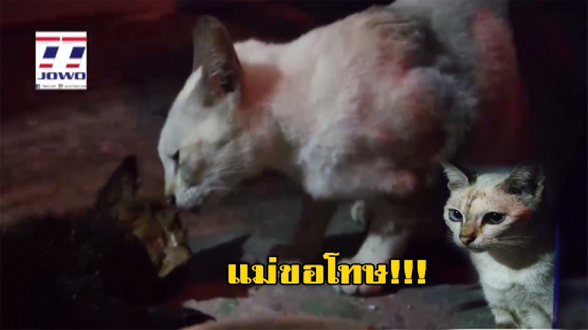 ลูกจ๋าแม่ขอโทษ!! แม่แมวเฝ้าศพลูกรัก หลังถูกงูเหลือมรัดจนตาย ลากไปใต้ท่อระบายน้ำเตรียมเขมือบ (ดูคลิป)
