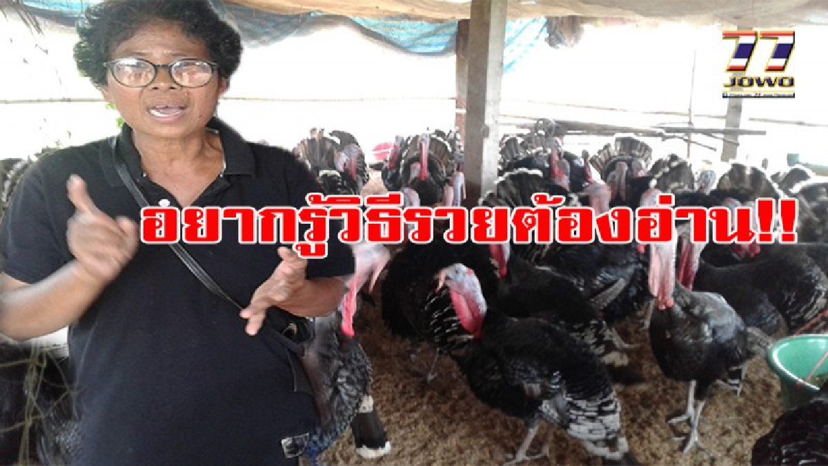 อยากรวยต้องอ่าน!! ชาวไร่มัน หนีความจนจับกลุ่มเพาะพันธุ์เลี้ยงไก่งวง ขายสร้างรายได้ปีละ 2 แสนบาท!! (มีคลิป)