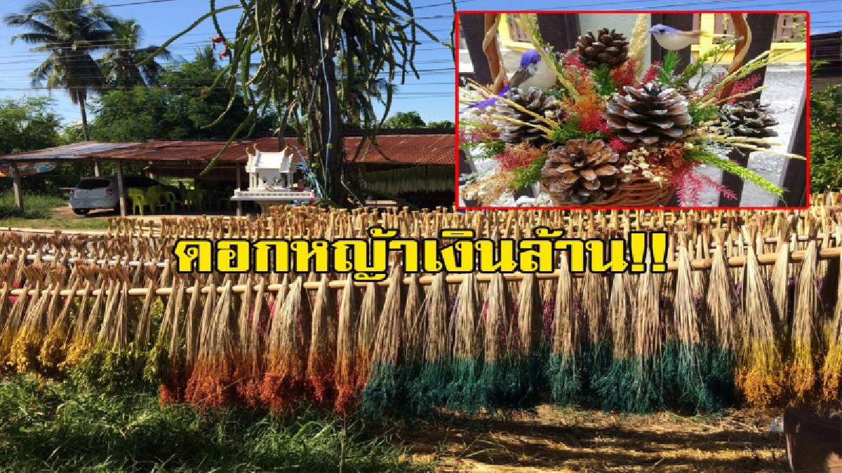 อย่าคิดว่ามันไร้ค่า!!! ดอกหญ้าริมทาง แต่ราคาเงินล้าน!!! ส่งออกทั้งในและต่างประเทศสร้างรายได้อย่างงาม