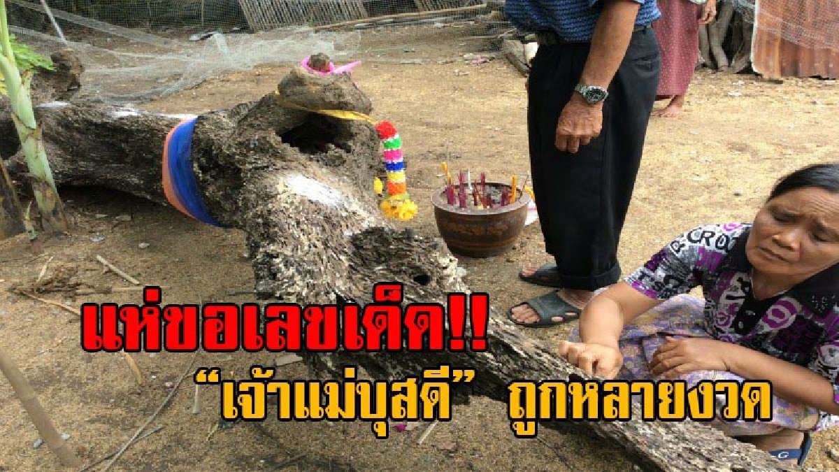 ขอให้ได้เหมือนงวดที่ผ่านมานะ!! ชาวบ้านแห่ ส่องเลขเด็ด “เจ้าแม่บุสดี” ต้นตะเคียนทองจากลำน้ำมูล งวดนี้ชาวบ้านเห็นชัด หวั่นเจ้ามือขออั้น (คลิป)