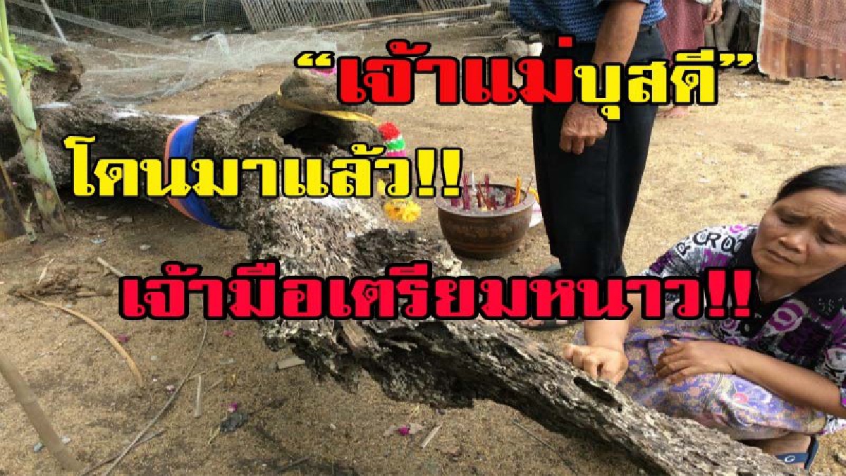 คอหวยห้ามพลาด โดนกันมาแล้ว ชาวบ้านแห่ ส่องเลขเด็ด “เจ้าแม่บุสดี” ต้นตะเคียนทองจากลำน้ำมูล งวดนี้เห็นชัด เจ้ามือเตรียมหนาว (คลิป)
