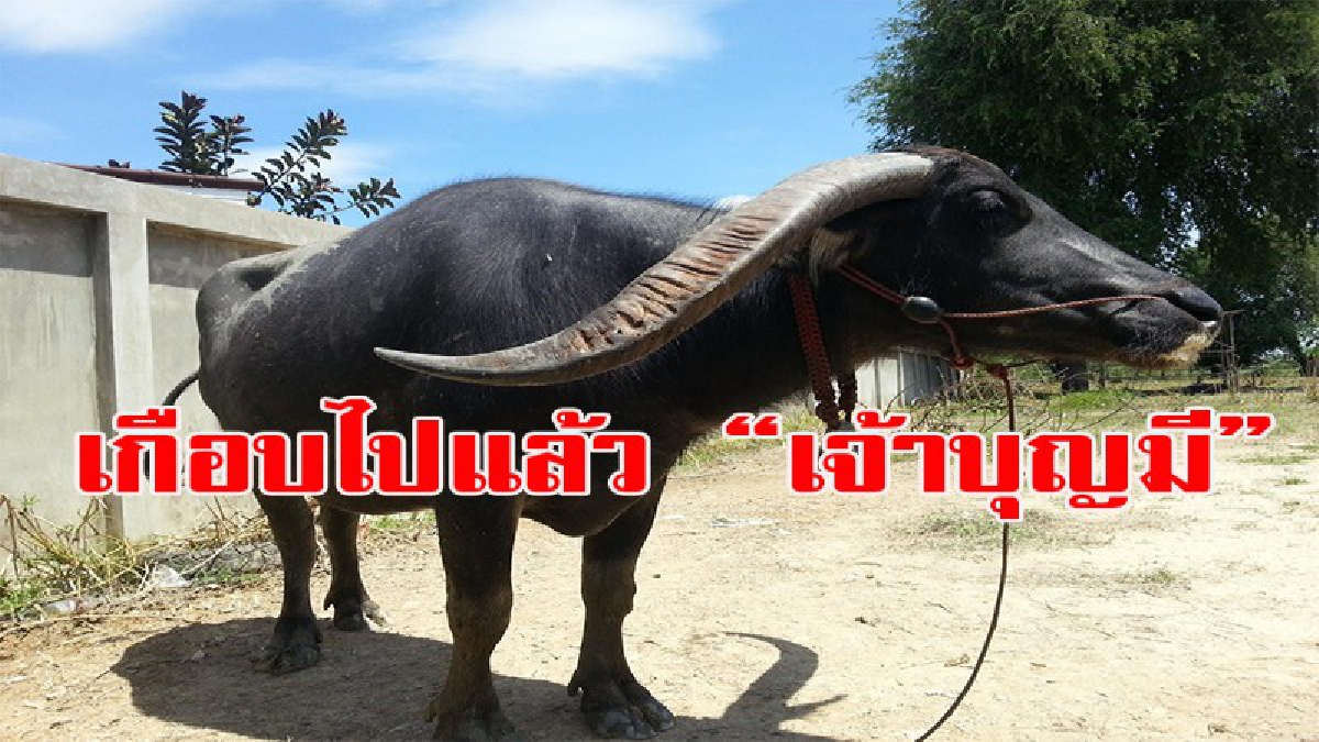 โอละพ่อ!!! เกือบไปแล้ว "เจ้าบุญมี" ชาวบ้านช่วยกันจับขึ้นมาได้ หลังหลุดลงไปว่ายน้ำในแม่น้ำปิง (มีคลิป)