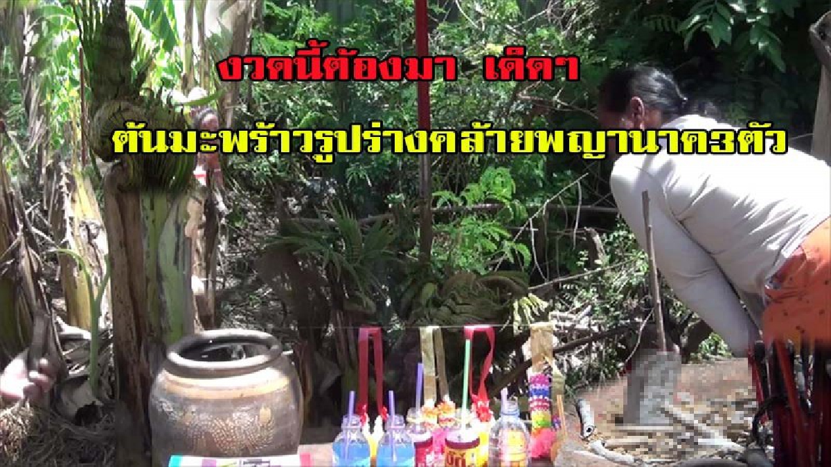 งวดนี้ต้องมา!! ต้นมะพร้าวรูปร่างคล้ายพญานาค3ตัว เจ้าของวัย 58 ฝันเห็นพ่อปู่ศรีสุทโธแม่ย่าปทุมมาบอกใบ้จะให้เลขเด็ดนำไปเสี่ยงดวง มีคลิป