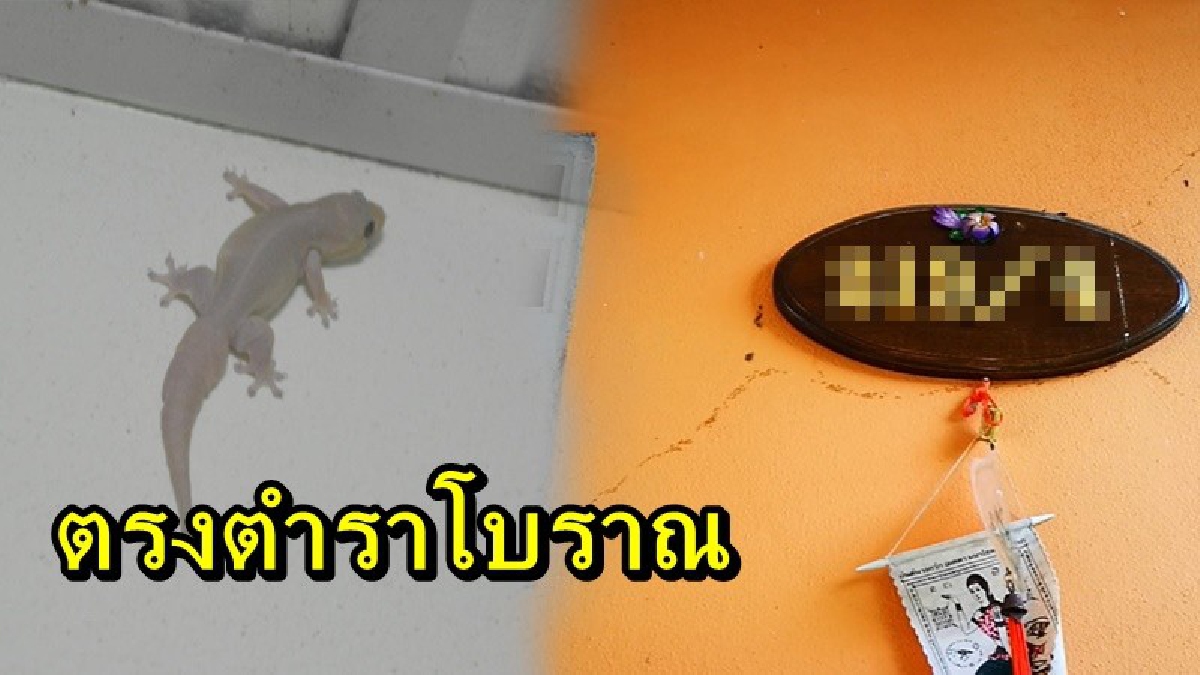 แตกตื่นกันไปทั้งหมู่บ้าน!! พบจิ้งจกประหลาด มีหางสองแฉก คอหวยไม่พลาดจ้องตาเป็นมัน ตรงตำราโบราณ งวดนี้อาจมีโชค (คลิป)