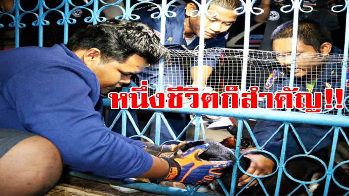 หนึ่งชีวิตก็สำคัญ!!! กู้ภัยเร่งตัดถ่างรั้วเหล็กประตูบ้าน ช่วยสุนัขหลังพยายามเข้ามาหาอาหารกินภายในบ้าน โดยเจ้าของบ้านไม่ทราบว่าสุนัขตัวนี้