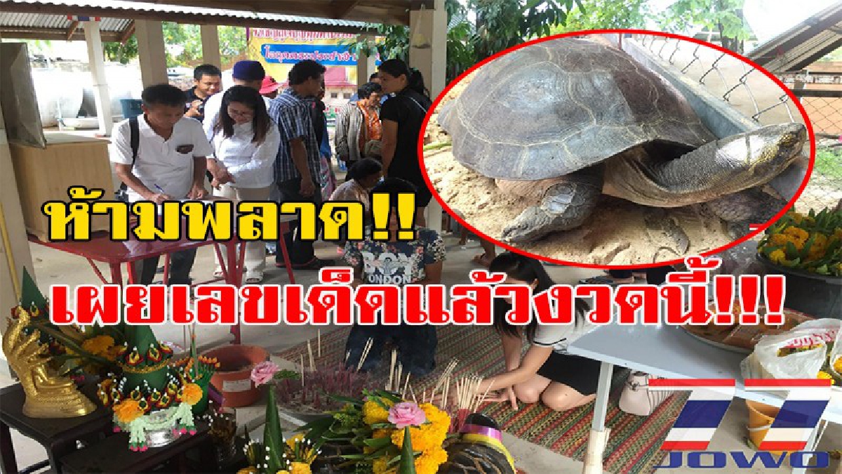 คอหวยห้ามพลาด!!! ถูกกันมาแล้ว 3 งวดติด!! ชาวบ้านแห่ขอโชคลาภ พญาเต่างอย ที่จ.มหาสารคาม พร้อมเผยเลขเด็ดงวดนี้!! (มีคลิป)