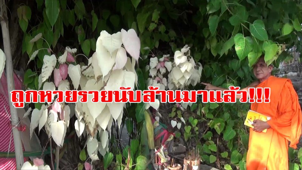 แปลกแต่จริง!! มหัศจรรย์ของต้นโพธิ์ใหญ่อายุกว่า 100 ปี มีใบโพธิ์ออกสีแปลกประหลาด ขาวบ้านเผยมีคนถูกหวยรวยนับล้านบาทมาแล้ว (มีคลิป)