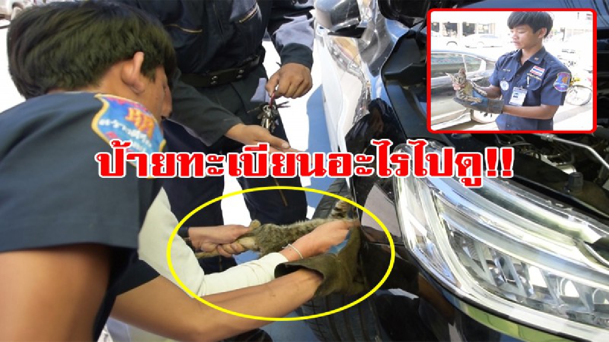 คอหวยจ้องป้ายทะเบียนกันตาแตก!! หลังลูกแมวติดล้อรถนานถึง 2 วัน จนท.กู้ภัยช่วยออกมาได้อย่างปลอดภัย เชื่อมาให้โชค (มีคลิป)