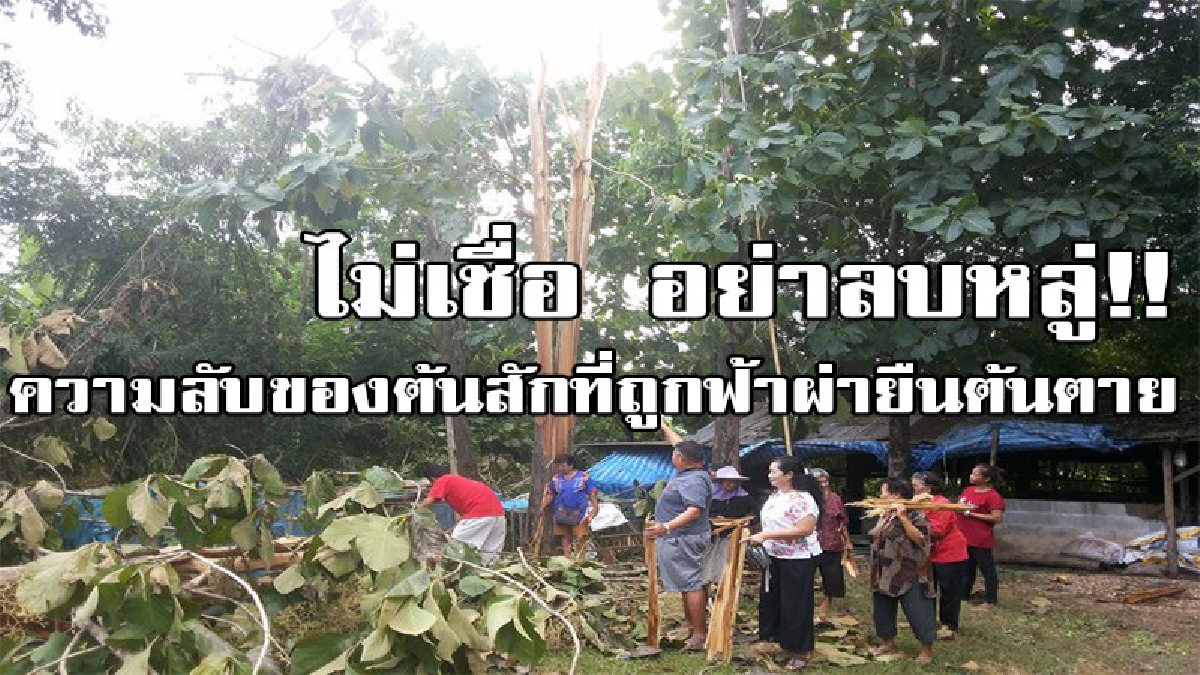 ความลับของต้นสักที่ถูกฟ้าผ่ายืนต้นตาย ที่คุณไม่เคยรู้..... หลังจากชาวบ้านแห่มาขอไปทำแบบนี้ เผยความเชื่อโบราณที่ทำเอาตะลึง..!!(มีคลิป)