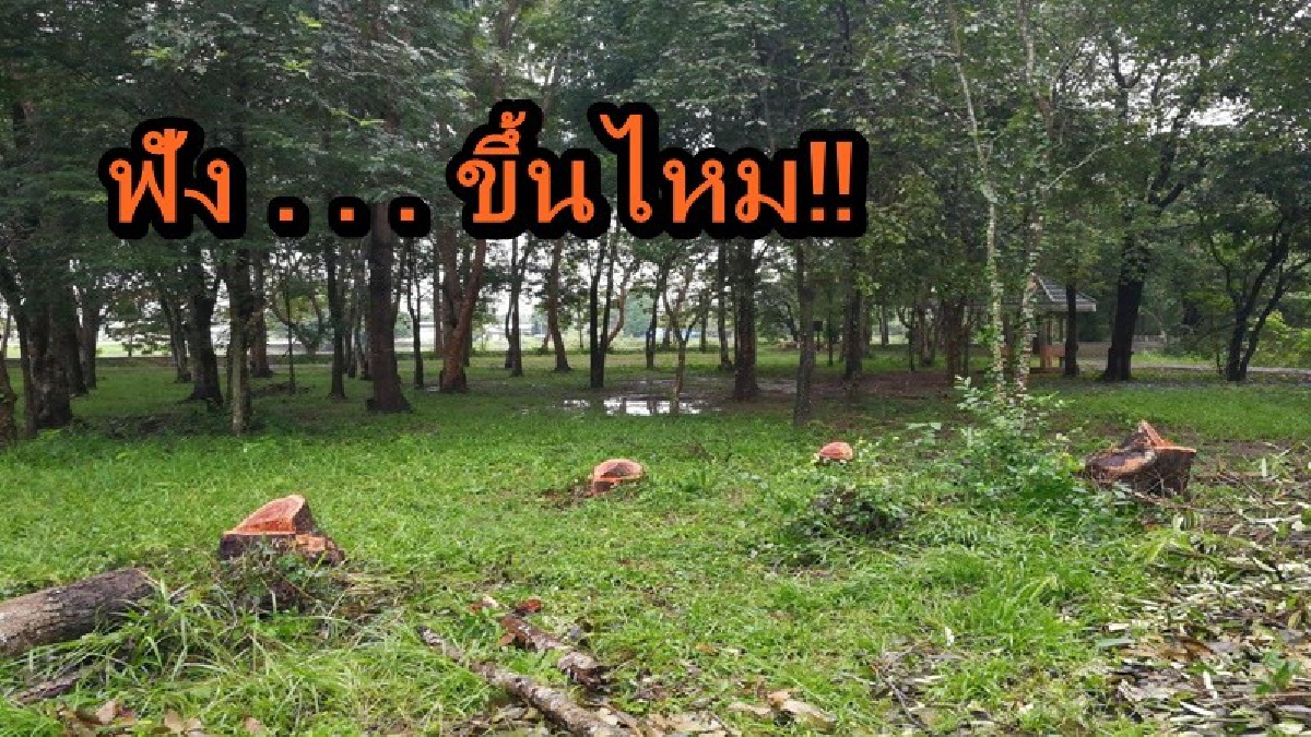 ฟังขึ้นไหม!! ชาวบ้านทนไม่ไหว โวยเทศบาลเมืองสะแก้ว ตัดต้นไม้ใหญ่ในสวนสาธารณะกลางเมือง อ้างต้นไม้เยอะรกทึบ เป็นแหล่งมั่วสุม