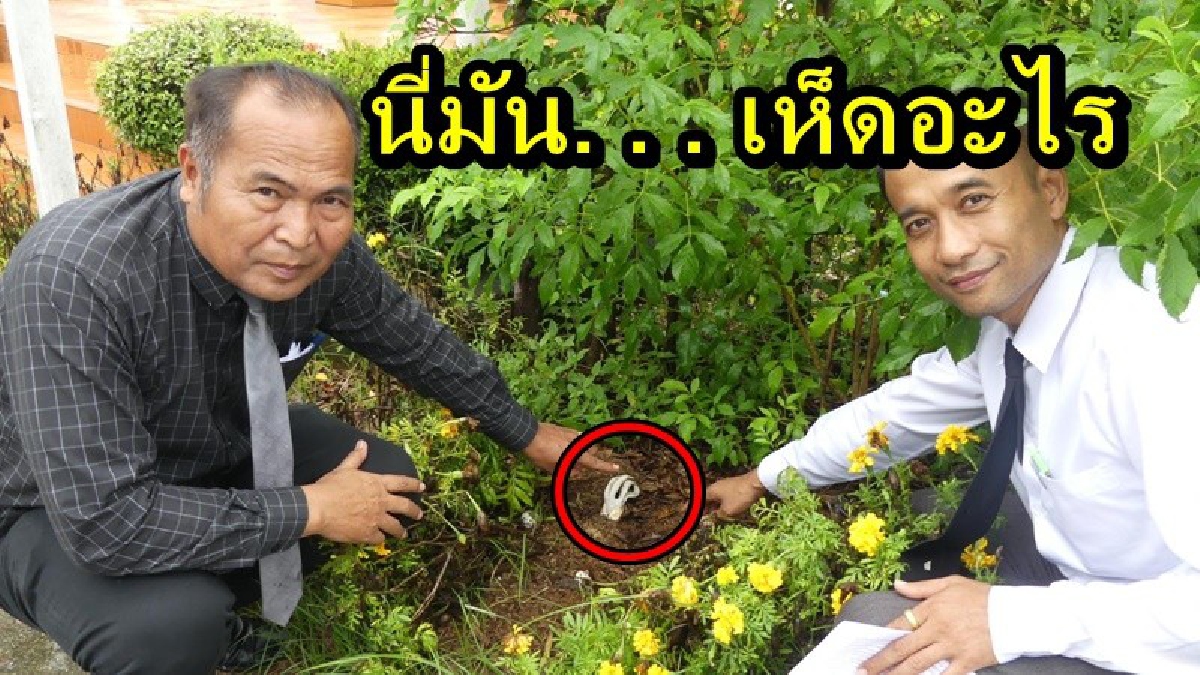 ชาวเกษตรปทุมตื่นเต้น พบเห็ดหายาก รูปร่างหน้าตาประหลาด ผุดขึ้นกลางแปลงต้นดาวเรือง เชื่อว่าเป็นเห็ดที่หายากอันดับ 2 ของโลก