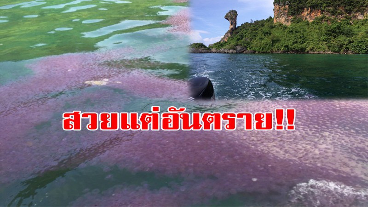 สวย แต่อันตราย!! จนท.อุทยานฯ เตือนนทท.หลังพบแมงกะพรุนไฟโผล่ลอยเป็นแพ ทะเลกระบี่