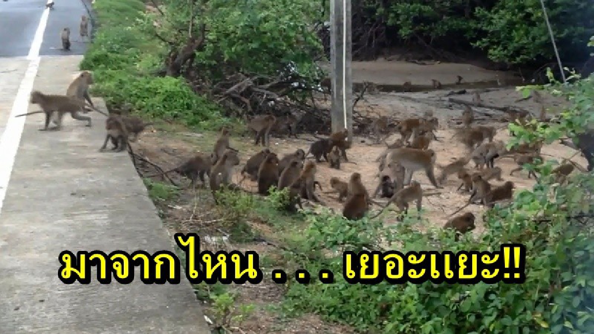 ชาวบ้านหวั่นลิงแสม เพิ่มจำนวนอย่างรวดเร็ว สร้างความเดือดร้อนให้ชาวบ้าน นักท่องเที่ยว วอนหน่วยงานภาครัฐช่วยจัดการขั้นเด็ดขาด
