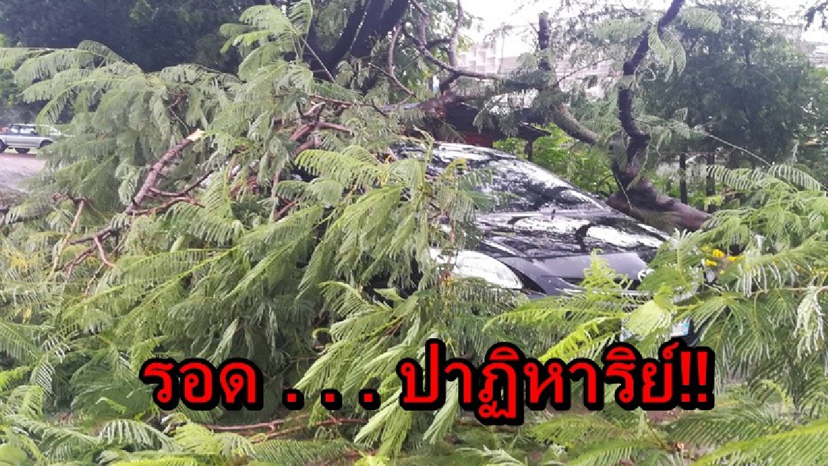 รอดปาฏิหาริย์!! จอดรถกำลังจะซื้อของ เกิดลมแรงพัดต้นหางนกยูงหักโค่น เดชะบุญเด็กที่มาด้วยไม่เป็นอะไร