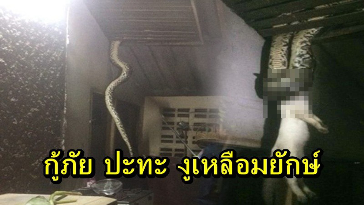 ขนลุกขนพอง!! เจ้าหน้าที่กู้ภัยปะทะงูเหลือมยักษ์ สู้กันเดือด เเย่งแมว ช่วยกัน 3 แรง สุดท้ายจะเป็นอย่างไรต้องดู