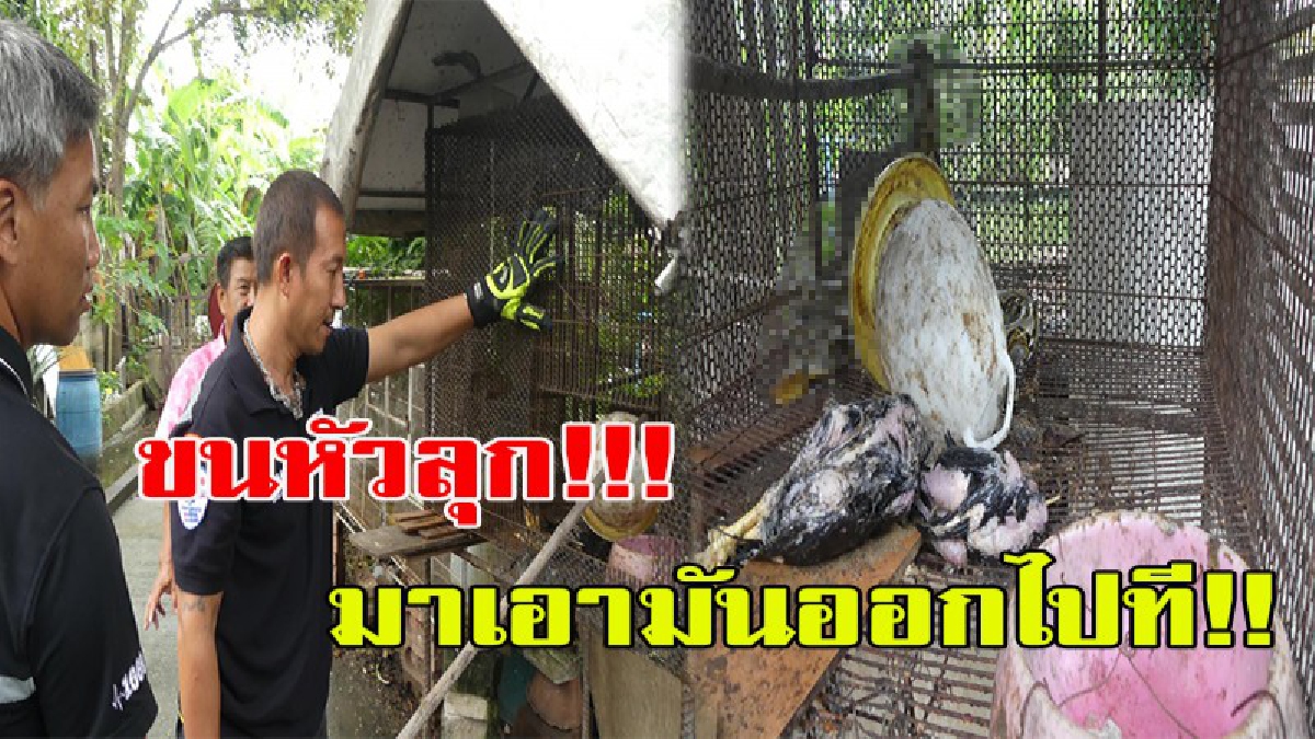ขนหัวลุก!!! ไก่หายไปหลายตัว รุ่งเช้าได้ยินเสียงไก่ร้อง จึงออกมาดูที่กรงไก่ เจ้าของไก่ถึงกับร้องเสียงหลง โร่แจ้งเจ้าหน้าที่มาช่วยจับมันออกไป