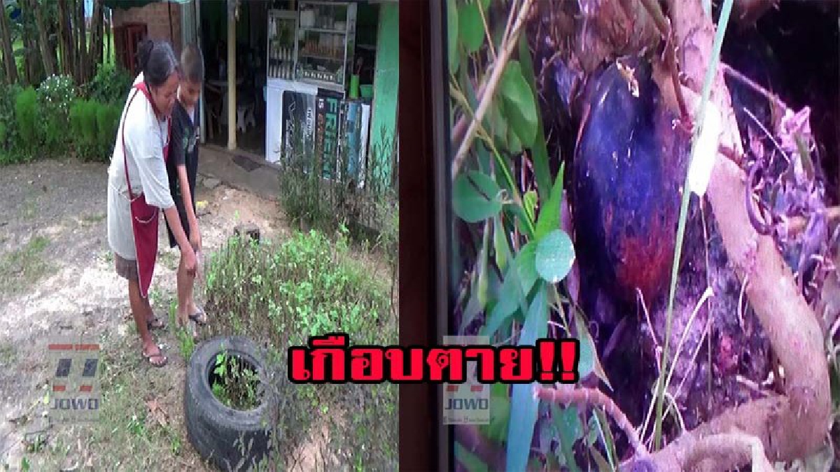 EOD เข้าทำลายระเบิด M67 หลังชาวบ้านคิดว่าเปลือกมังคุด จะหยิบโยนทิ้ง เอะใจ เห็นสลัก เลยวิ่งหนีแจ้งตำรวจ