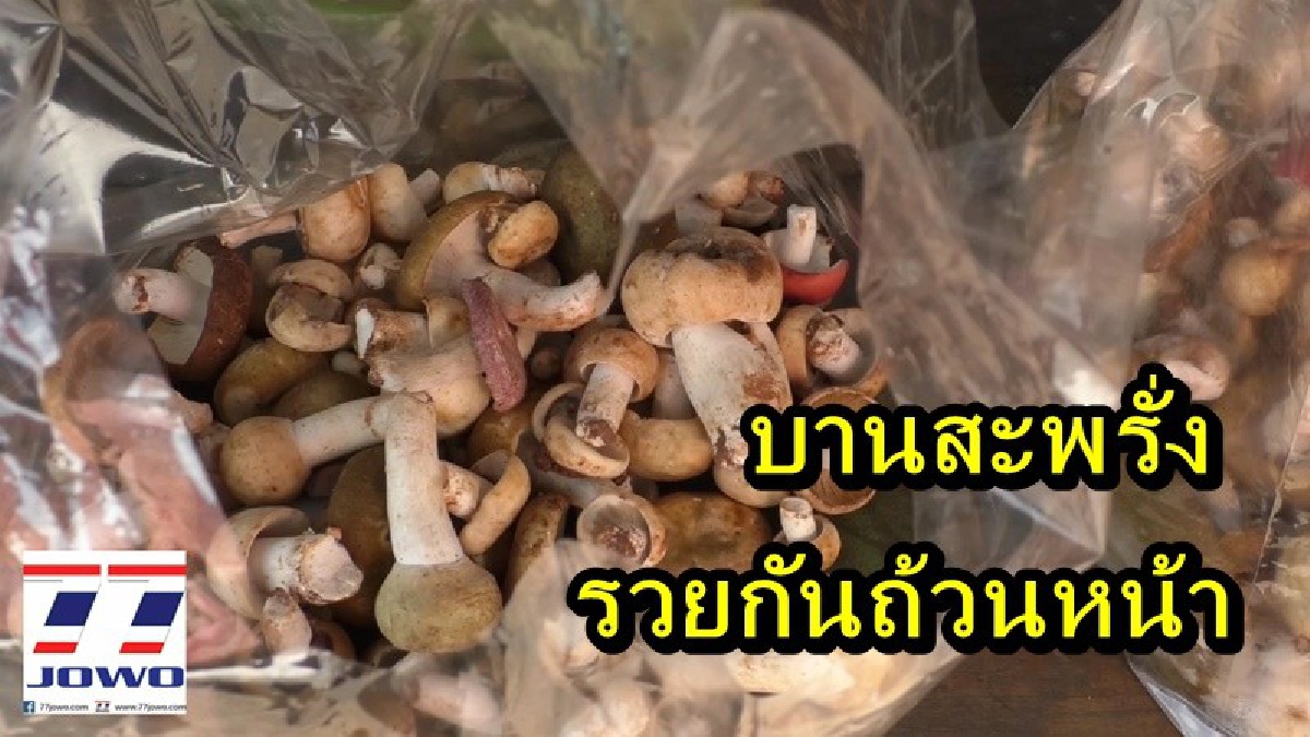ได้รวยกันถ้วนหน้า สภาพอากาศเป็นใจ ส่งผลให้ชาวบ้านวังน้ำเขียว เก็บเห็ดมาขาย สร้างรายได้เป็นกอบเป็นกำ