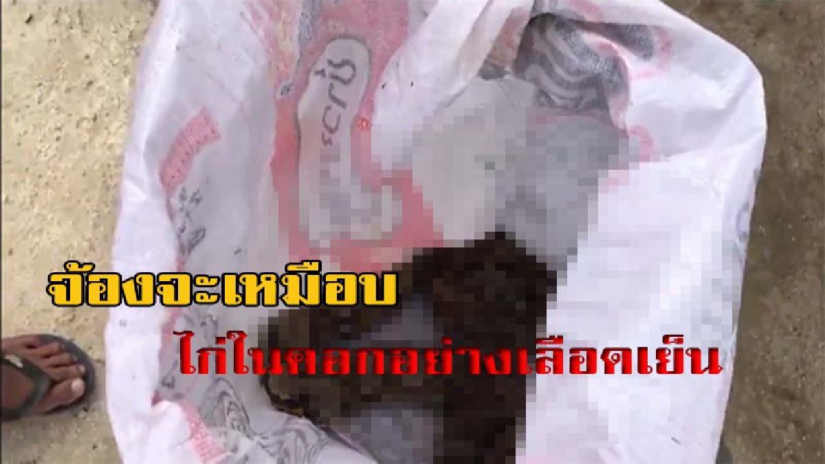 สุดร้ายกาจ จอมวายร้าย น้ำหนักกว่า 7 กก. จ้องจะเขมือบไก่ในคอกของชาวบ้านอย่างเลือดเย็น มีคลิป
