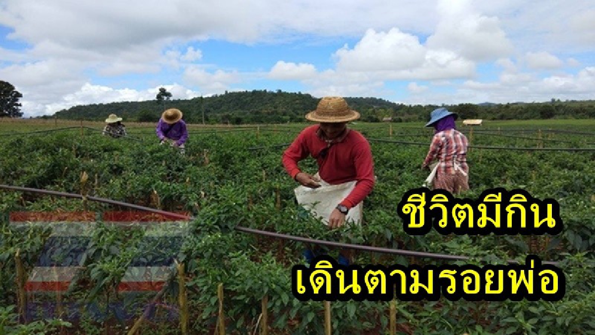 เดินตามรอยพ่อ!! เกษตรกรพบพระ นำเอาแนวเกษตรทฤษฎีใหม่ มาปรับใช้ ปลูกพริกขาย สร้างรายได้ครั้งละเป็นแสน!?