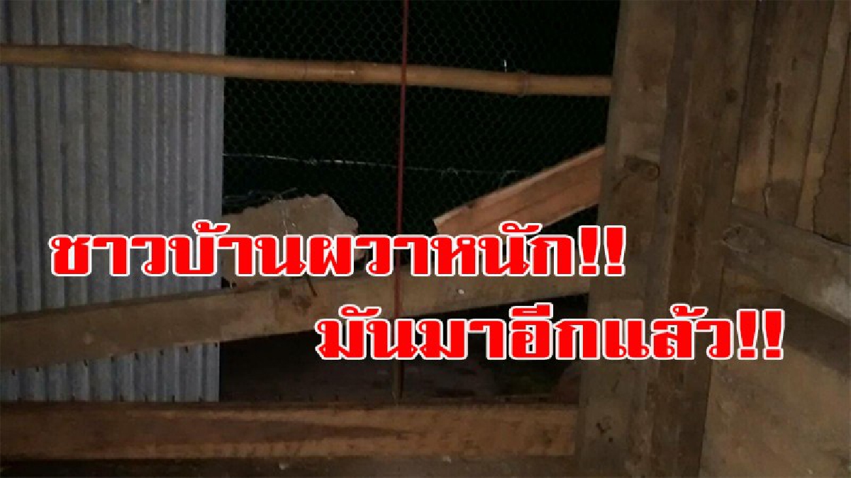 ชาวบ้านผวาหนัก!!! มันมาอีกแล้ว จอมเขมือบ  เฉลี่ยเดือนละ 2 ตัว แถมยังพบไข่อีกกว่า 100 ฟอง จนต้องทำกับดักไว้รอ (มีคลิป)
