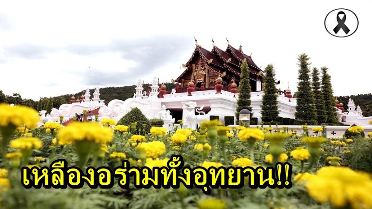 เหลืองอร่ามทั้งอุทยาน!! อุทยานหลวงราชพฤกษ์ปลูกดอกดาวเรือง และดอกไม้สีเหลืองชนิดอื่นๆ เพื่อน้อมรำลึกพระมหากรุณาธิคุณของ ในหลวงร.9