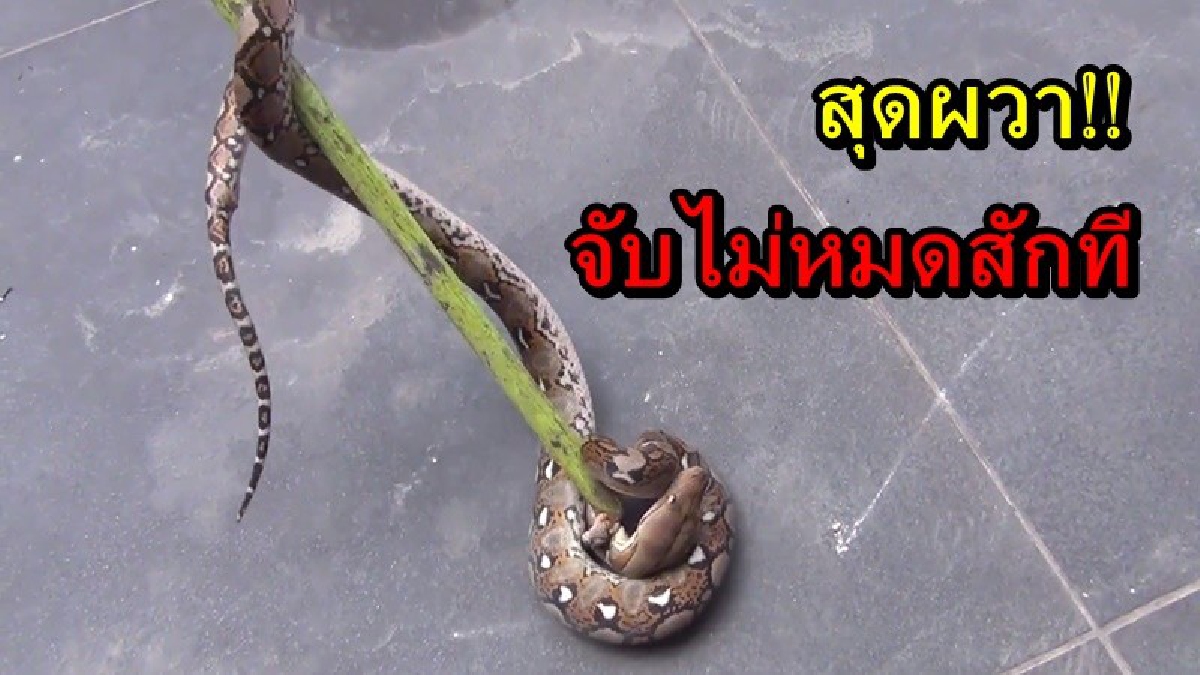 สุดผวา!! เจอลูกงูเหลือม ในบ้านรองสารวัตร เพิ่มอีกตัว ตัวกำลังโต ทั้งยาวทั้งใหญ่ (คลิป)