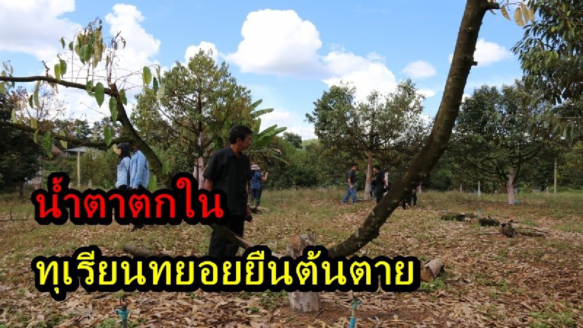 ชาวสวนทุเรียนตราด เตรียมน้ำตาตกใน หลังทุเรียนทยอยยืนต้นตายเกือบยกสวน วอนหน่วยงานที่เกี่ยวข้องช่วยเหลือที!!