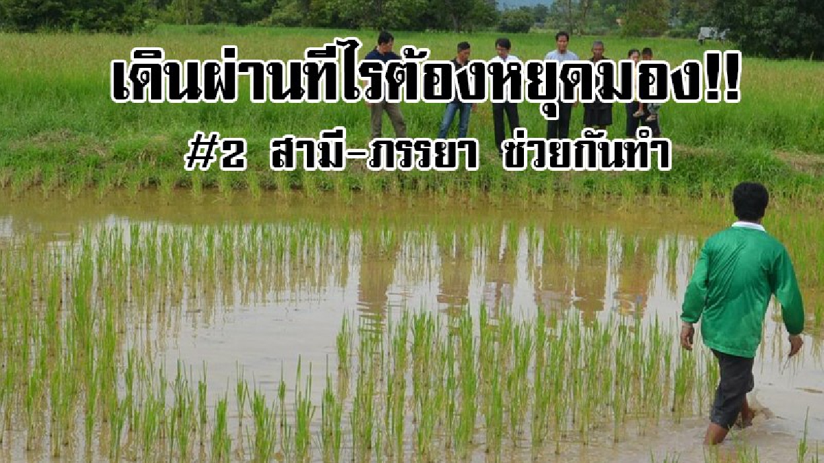 #สุดอึ้ง..!! หนุ่มชาวนาวัย 36 ปี ชาววิหารแดง สระบุรี พาภรรยาคู่ใจปักกล้าในนาข้าว เป็นรูปนี้ทำเอาคนที่พบเห็น อดหยุดดูชื่นชมไม่ได้..!?