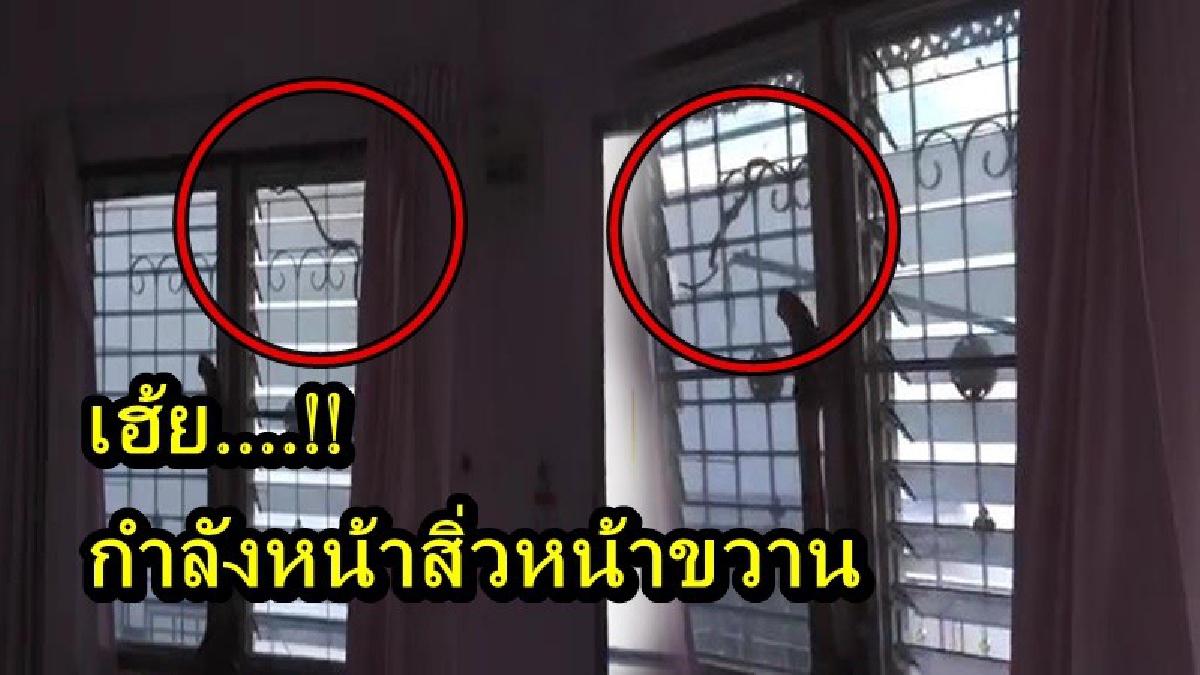 ต้องรู้สึกยังไงดี!! ขณะกู้ภัยกำลังไลฟ์สด จับ "งูปี่แก้ว" อย่างลุุ้นระทึก อยู่ดีๆก็มีเรื่องฮา เฮ้ยนี่กำลังหน้าสิ่วหน้าขวานอยู่นะ!?