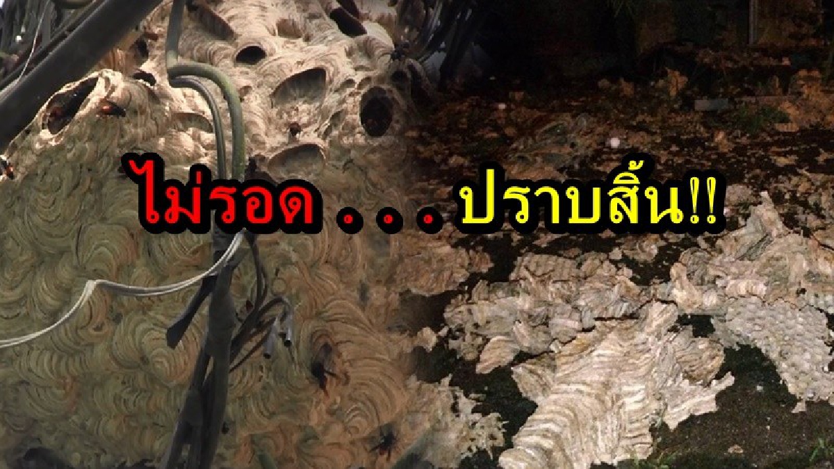 ปราบสิ้น!! ลุ้นกันสุดตัว เจ้าหน้าที่กู้ภัย ทลายรังต่อหัวเสือสำเร็จ โดยไม่มีใครได้รับบาดเจ็บ พร้อมเผยเคล็ดที่ไม่ลับ ทำตามกันได้ (คลิป)