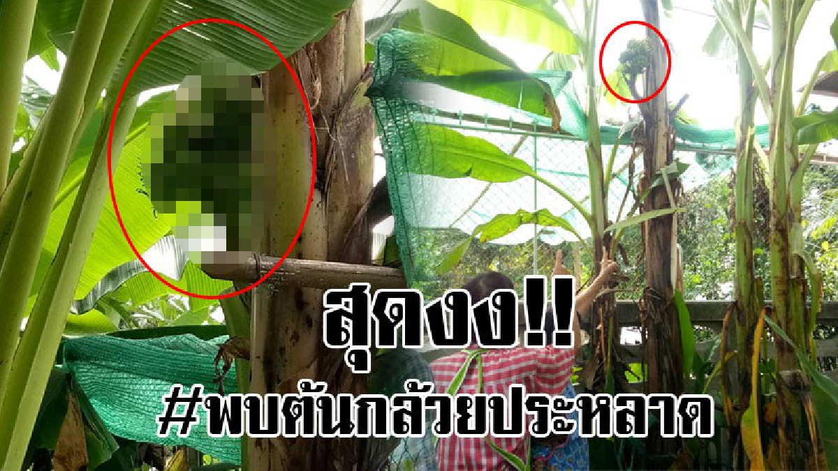 ชาวบ้านฮือฮา !! ต้นกล้วยประหลาด ออกเครือกลางลำต้น ลูกชี้ขึ้นฟ้า เชื่อสุดใจ..มาให้โชคแน่นอน (คลิป)