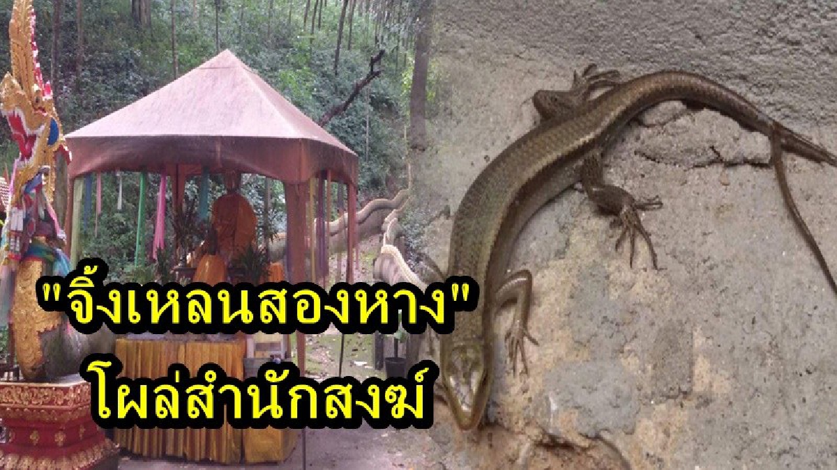คอหวยแห่ส่อง "จิ้งเหลนสองหาง" โผล่ในสำนักสงฆ์ พระผู้ดูแลเผยจะปรากฏตัวให้เห็นเฉพาะวันโกนและวันพระ