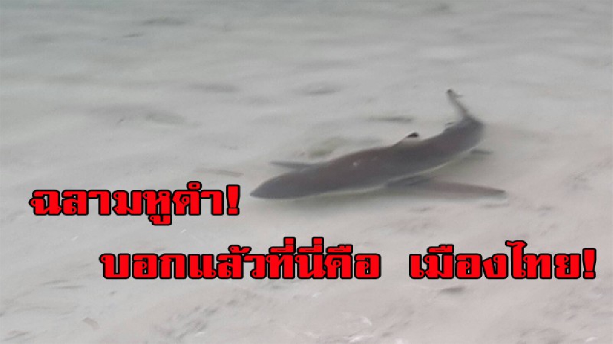 ความสวยงามทางธรรมชาติ ที่ใครเห็นต้องร้องว้าว ฝูงฉลามหูดำ !! ฝูงปลาทูลังนับ 100 กว่าตัว ว่ายหาอาหารที่เกาะห้องบ่งชี้ความสมบูรณ์ทางทะเล มีคลิป