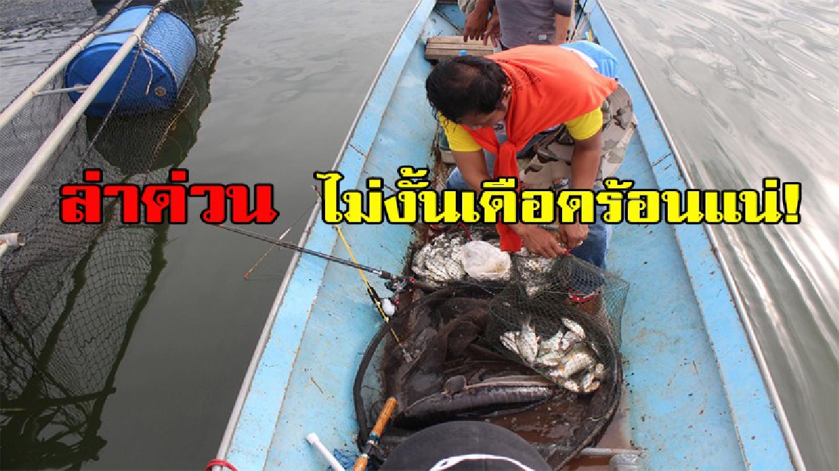 ล่าด่วน ไม่งั้นเดือดร้อนแน่!! ดุร้ายเหมือนปิศาจ ทำลายล้าง ระบบนิเวศน์ของสัตว์น้ำจืดในลำแชะขาดความสมดุล แถมเล่นงานปลากระชังชาวบ้านรายวัน