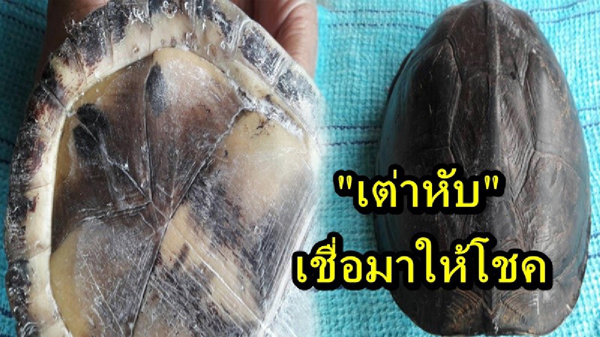 เชื่อมาให้โชค!! พบ "เต่าหับ" กลางถนนกลัวจะโดนรถเหยียบจึงรีบเก็บมาดูแล ชาวบ้านรู้ข่าวรีบแห่มาดู โรยแป้งหาเลขเด็ด